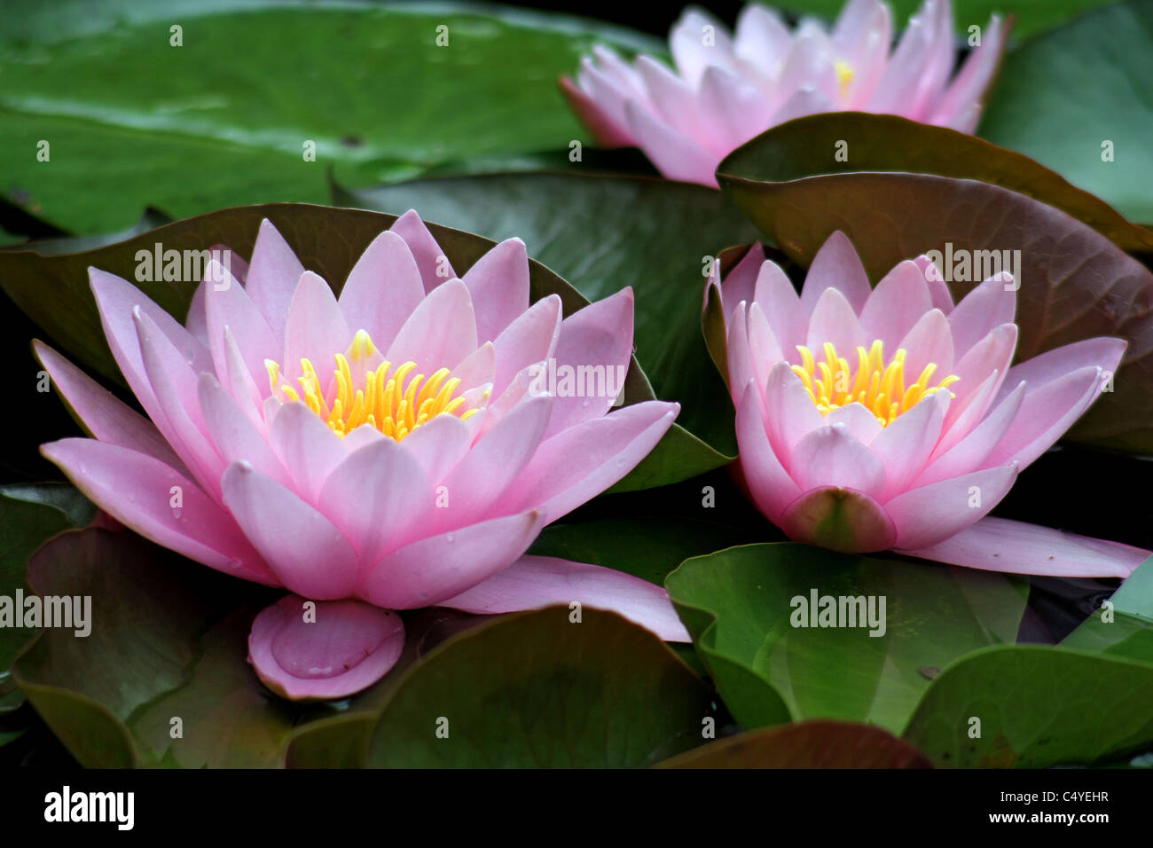 Seerosen in voller Blüte Stockfoto