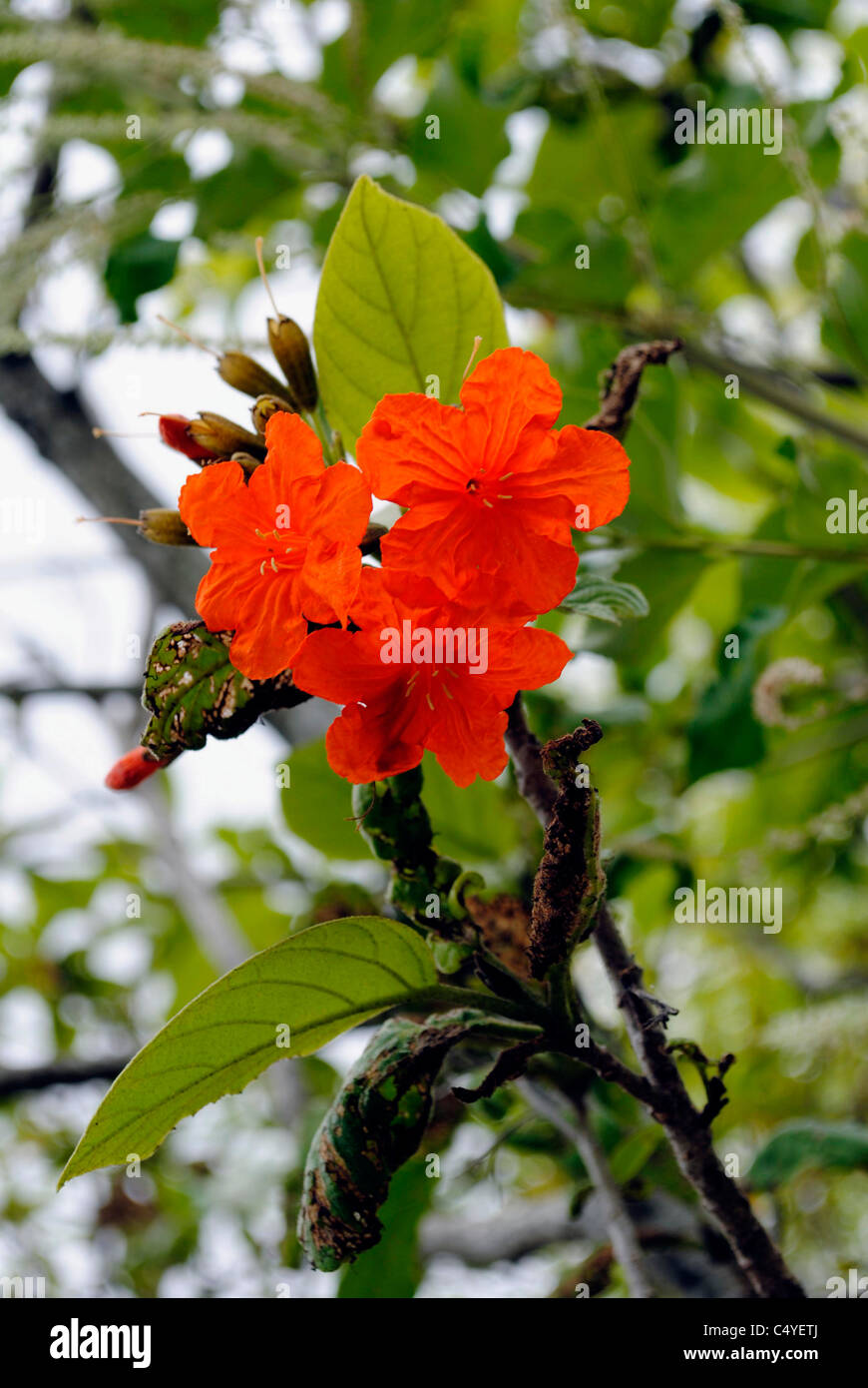 Cordia Sebestena ORANGE GEIGER TREE Stockfoto