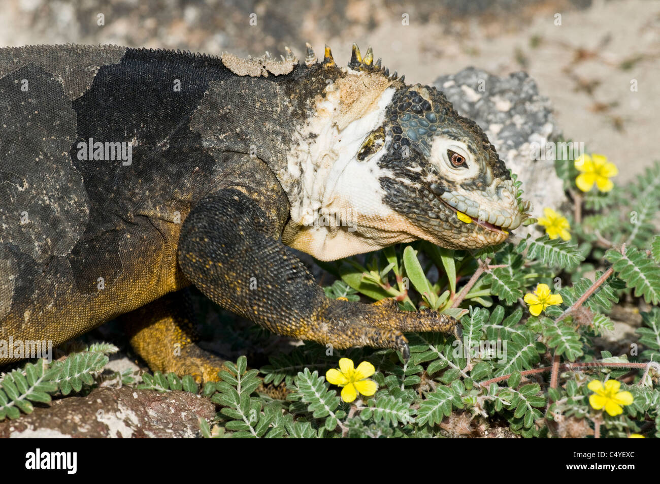 Land Iguana essen die invasive Punktion Unkraut' Tribulus cistoides" auf South Plaza Insel in der Galapagos Inseln Ecuador Stockfoto