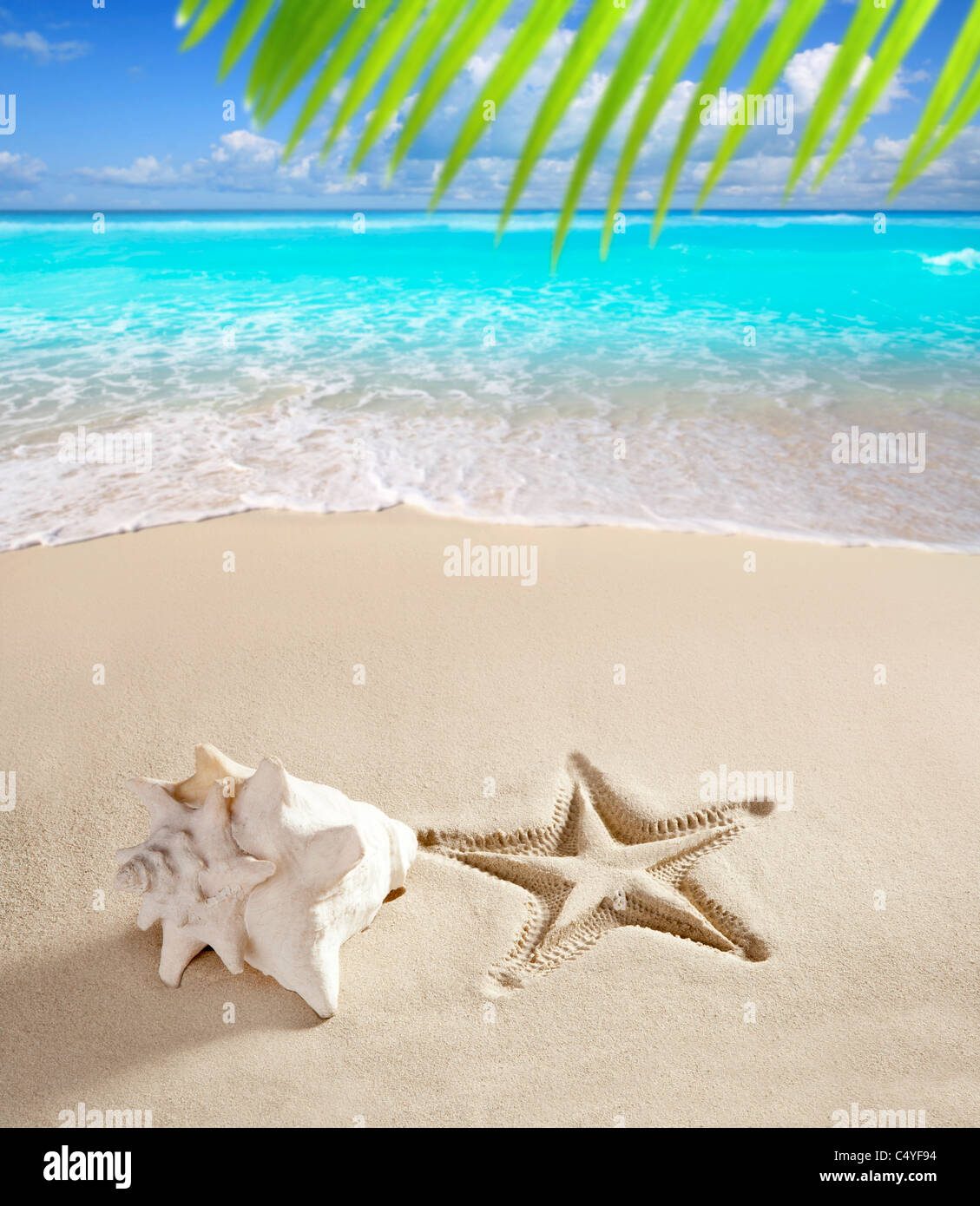 Karibik-Strand Muschel und Seesterne auf weißem Sand Sommer Urlaub Hintergrund gedruckt Stockfoto