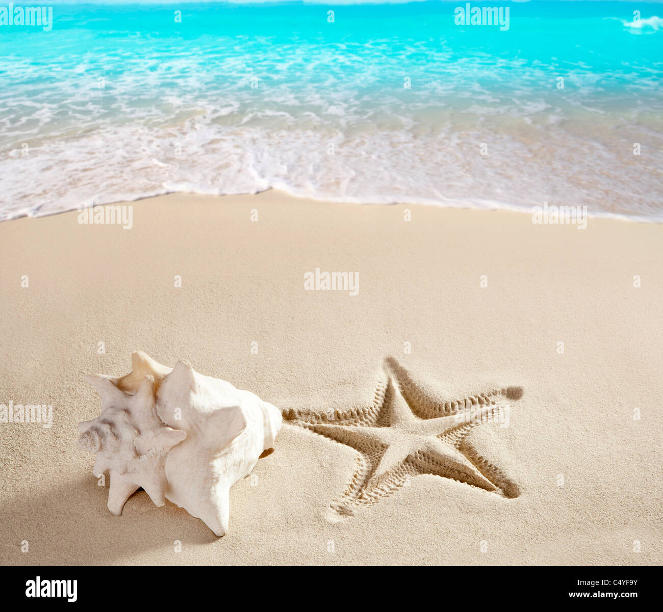 Karibik-Strand Muschel und Seesterne auf weißem Sand Sommer Urlaub Hintergrund gedruckt Stockfoto