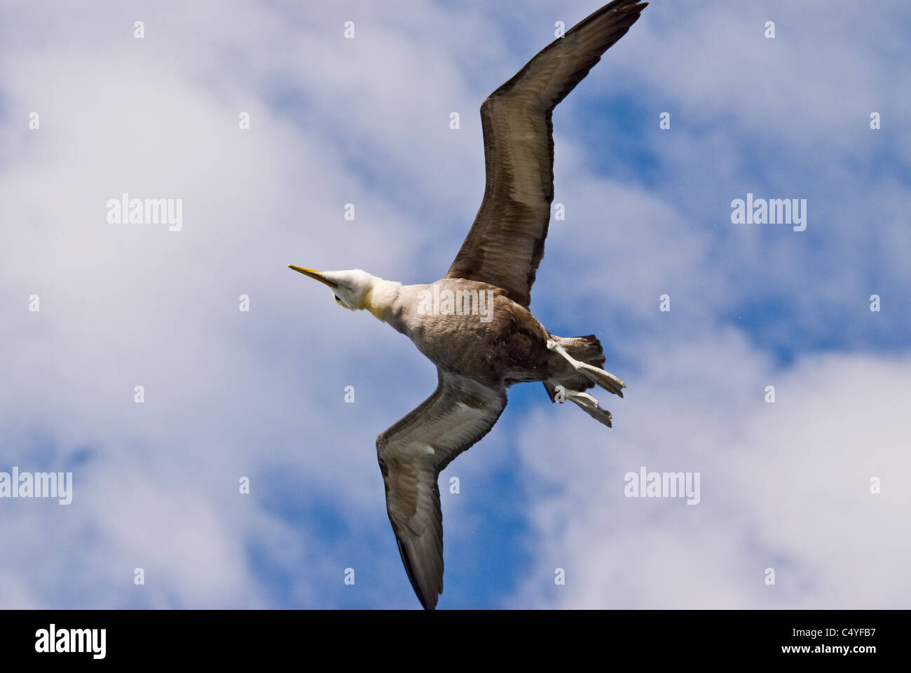 Winkte Albatross gleiten über Espanola Insel der Galapagosinseln Ecuador Stockfoto