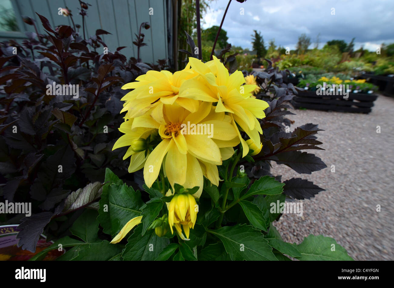 Gartencenter Pflanzen Blumen zum Verkauf Stockfoto