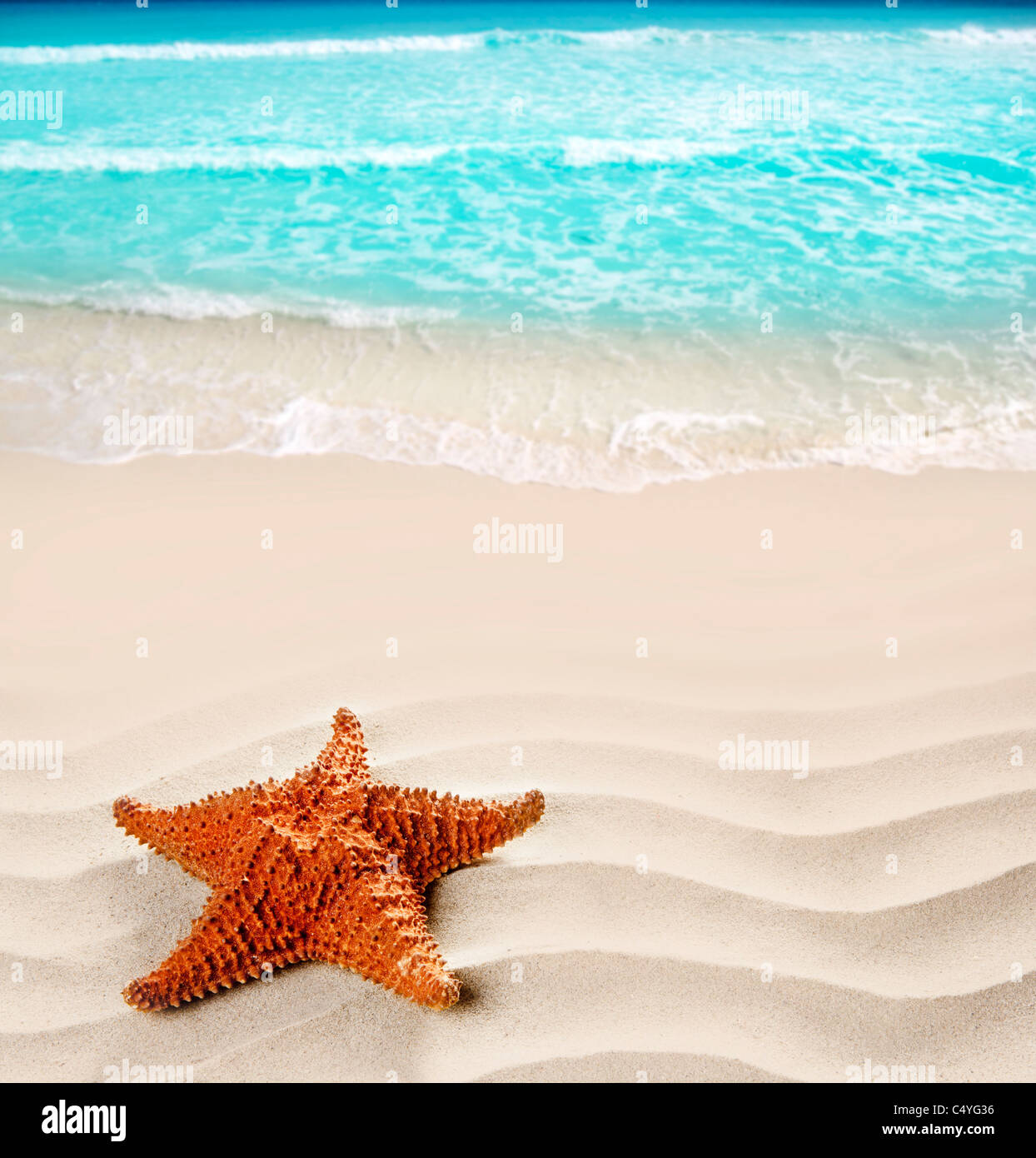 Karibische Seestern über wellige weißen Sandstrand so ein Sommer-Urlaub-symbol Stockfoto