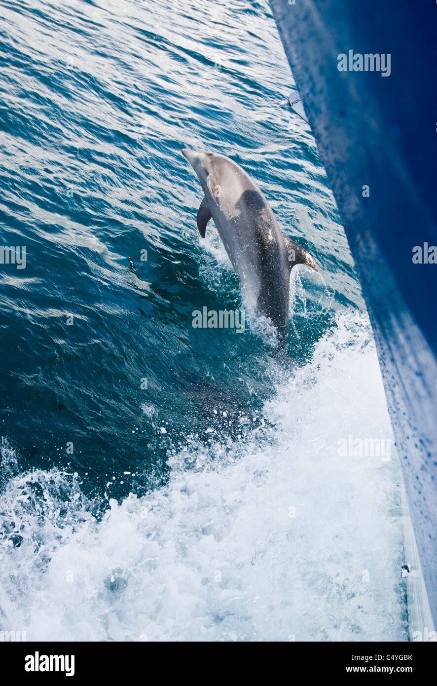 Delphin reiten bogenwelle -Fotos und -Bildmaterial in hoher Auflösung ...