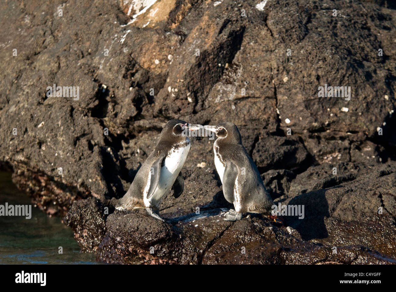 Vom Aussterben bedrohte Galapagos Pinguine (Spheniscus Mendiculus) auf Bartolome Insel der Galapagosinseln Ecuador Stockfoto