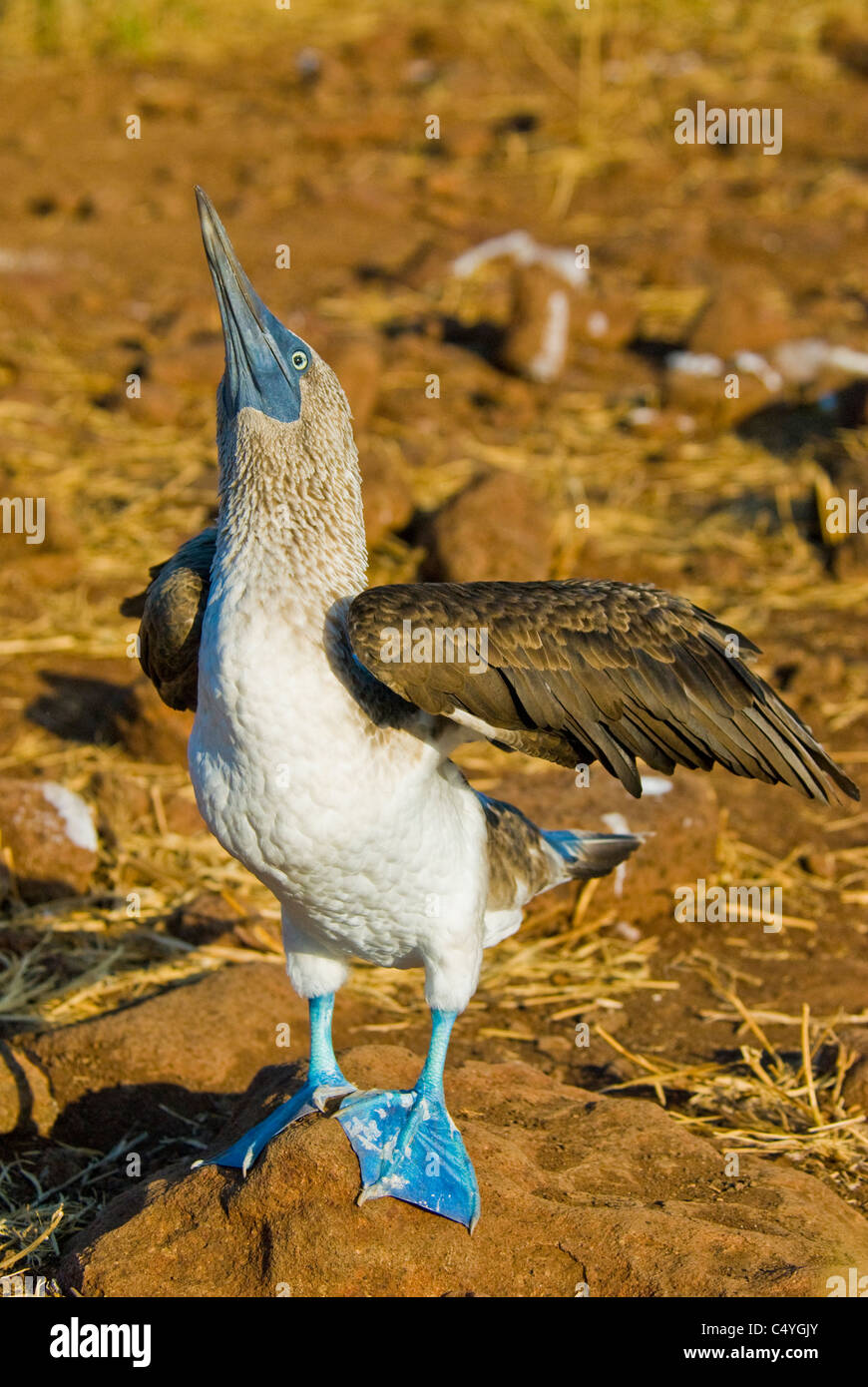 Blau-footed Sprengfallen (Sula Nebouxii) Balzverhalten auf Seymour Island in Ecuador Galapagosinseln Stockfoto