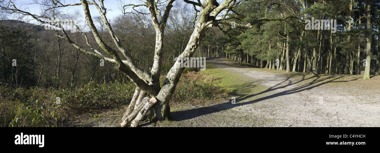Lickey hills Country Park Worcestershire West midlands Stockfoto