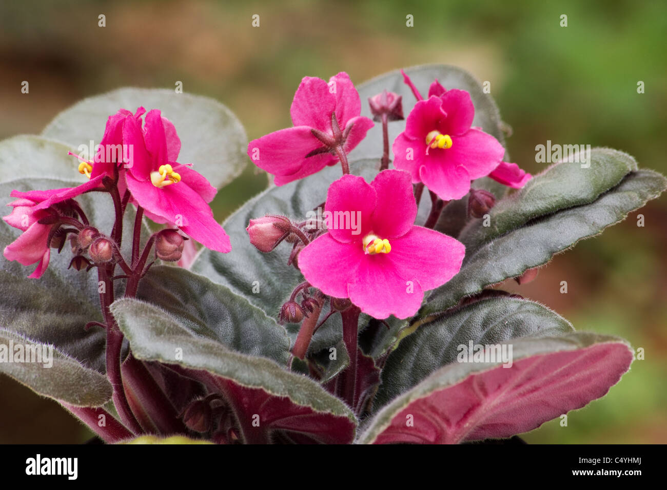 African Violet (Saintpaulia Ionantha) Pflanzen und Blumen Stockfoto