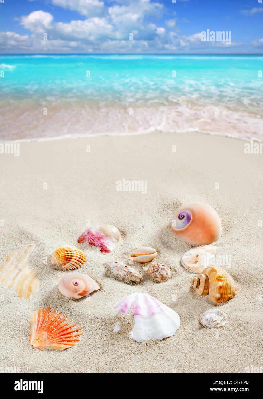 Karibik-Strand mit weißem Sand mit Muscheln wie ein Sommer-Urlaub-Hintergrund Stockfoto