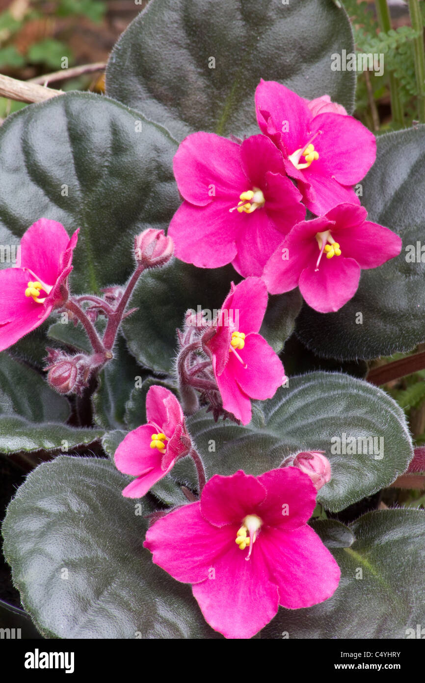 African Violet (Saintpaulia Ionantha) Pflanzen und Blumen Stockfoto
