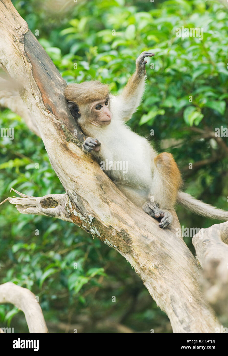 Toque Makaken (Macaca Sinica) WILD, Hakgala Reserve, Sri Lanka, endemisch in Sri Lanka, anfällig (IUCN) Stockfoto