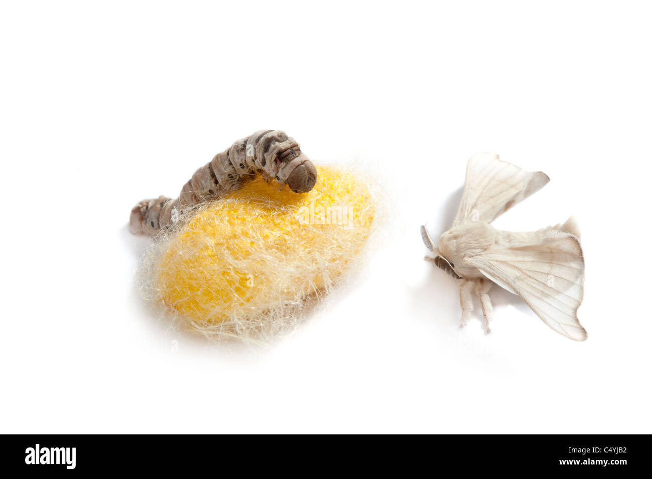 Schmetterling der Seidenraupe mit Kokon Seidenraupe zeigt die drei Stadien seines Lebens Stockfoto