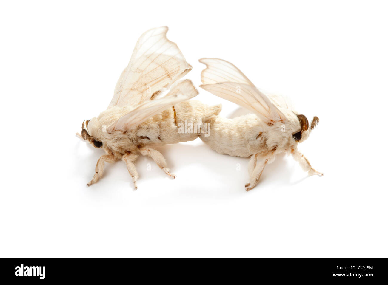 Seidenraupe Schmetterling Paarung für die Reproduktion auf weißem Hintergrund Stockfoto