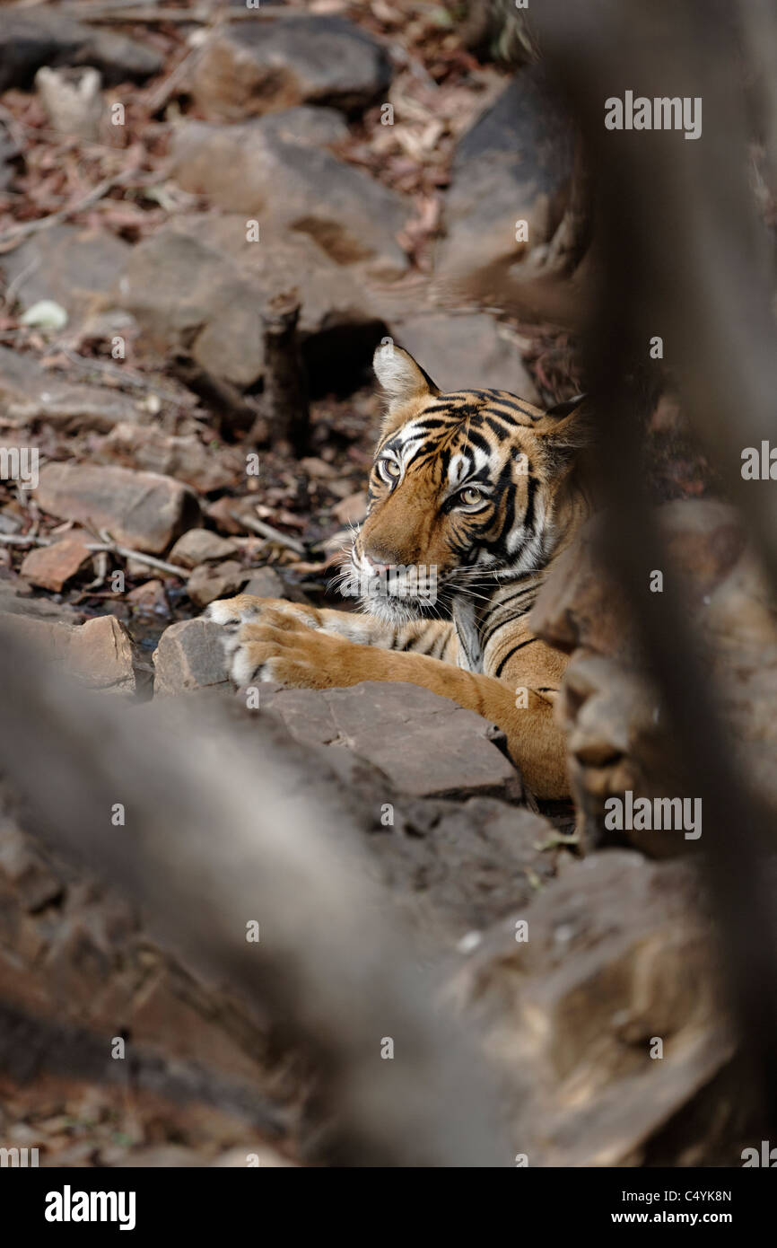 Bengal Tiger in einem Wasser in den Felsen Kühlung im wilden Wald des Ranthambhore, Indien. (Panthera Tigris) Stockfoto