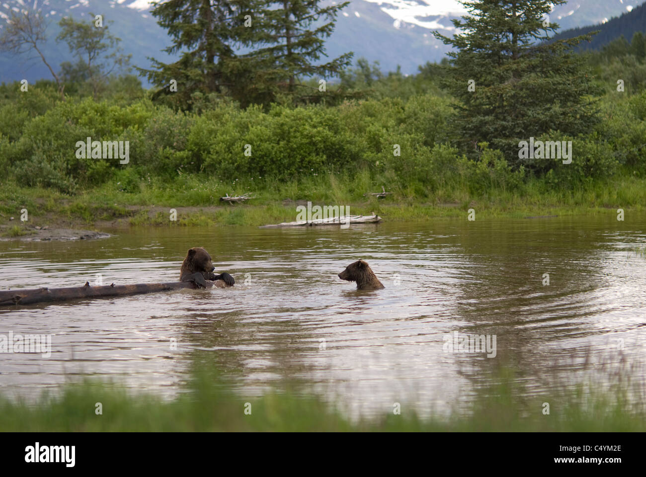 Zwei Grizzly Bären spielen mit einem Protokoll in Alaska Teich umgeben von immergrünen Bäumen. © Craig M. Eisenberg Stockfoto