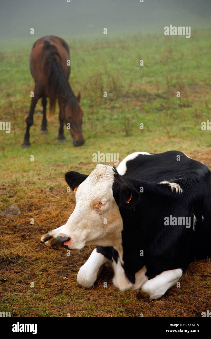 Holstein Kühe und ein Pferd auf der Weide auf den Azoren, Portugal. Stockfoto