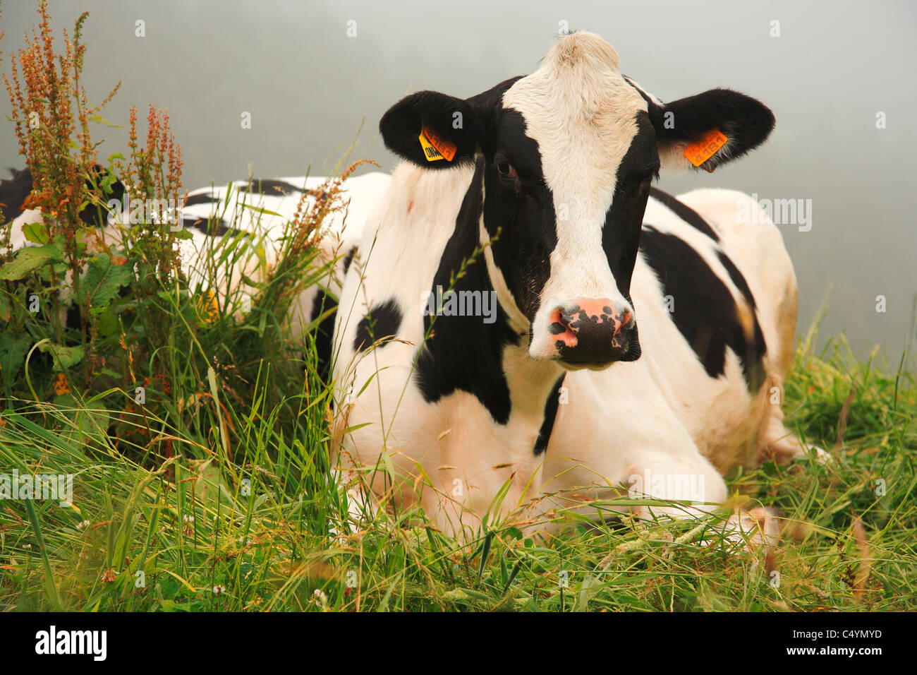 Holstein Kuh gerichtete Kamera. Azoren, Portugal. Stockfoto