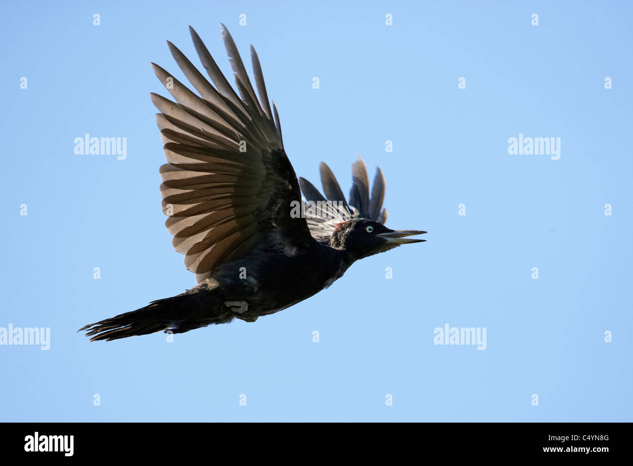 Schwarzspecht (Dryocopus Martius) im Flug. Stockfoto