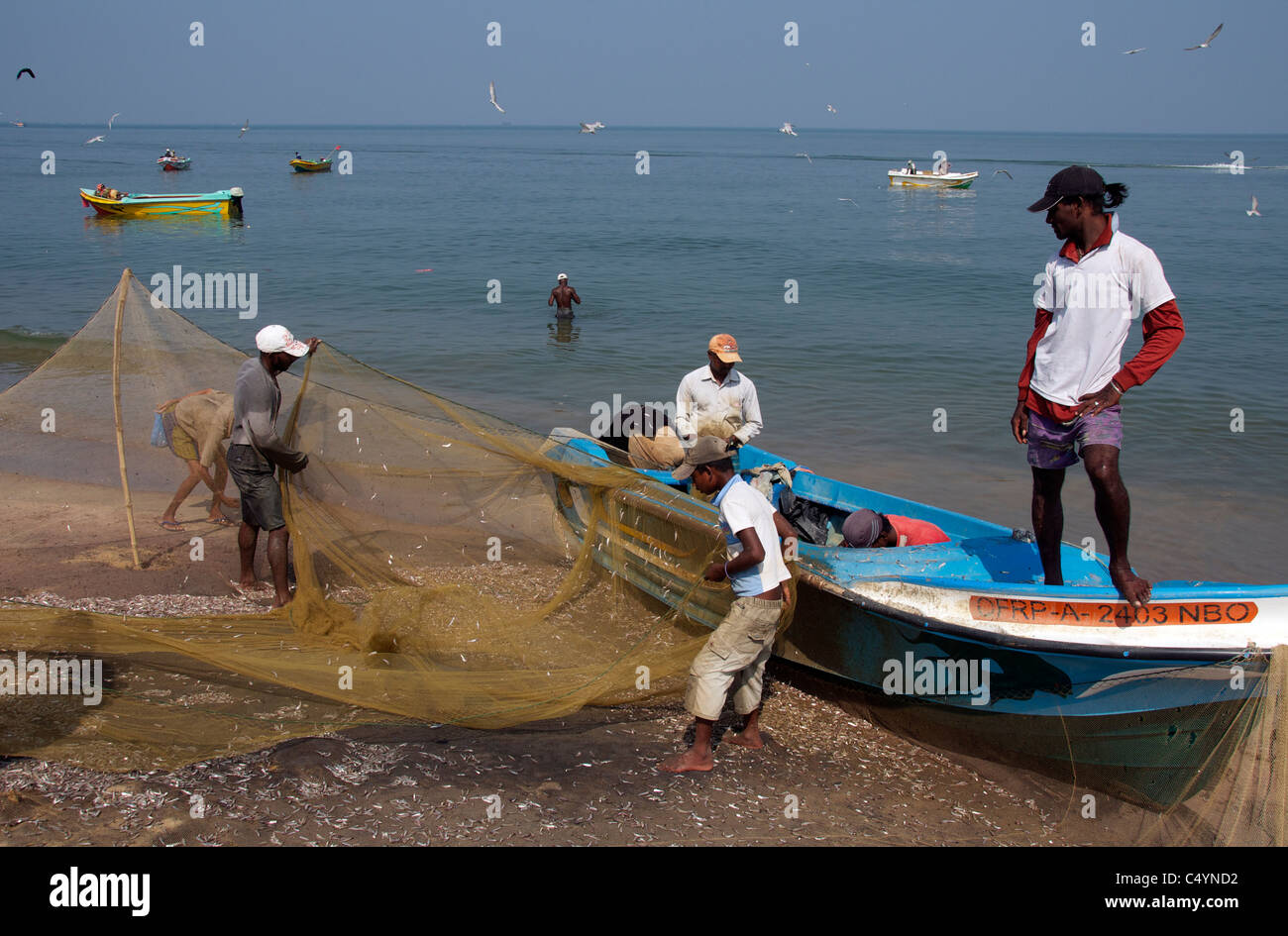 Fischer, Reinigung und Sortierung der Netze Negombo Sri Lanka Stockfoto