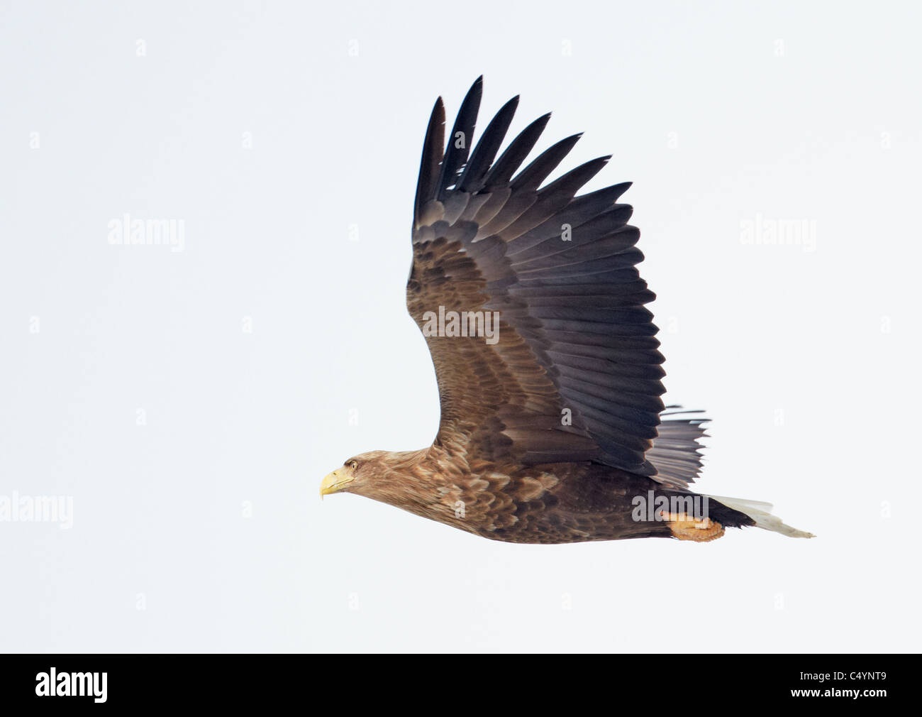 Seeadler (Haliaeetus Horste), Erwachsene im Flug. Stockfoto