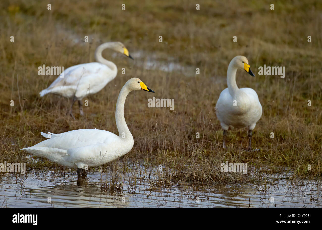 Singschwan (Cygnus Cygnus). Drei Erwachsene im flachen Wasser auf Nahrungssuche. Stockfoto Singschwan (Cygnus Cygnus). Drei Erwachsene im flachen Wasser auf Nahrungssuche. Stockfoto