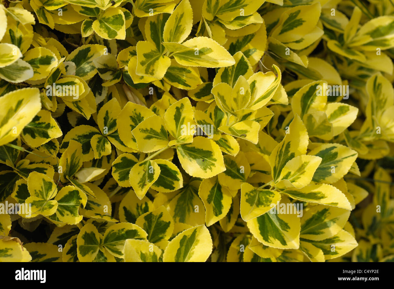 Blätter, Laub Garten Strauch Euonymnus Japonica 'Aureo-Marginata' Stockfoto