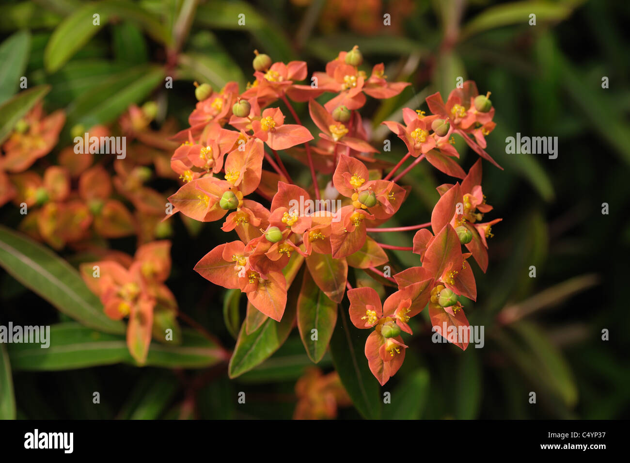Euphorbia Griffithii 'Fireglow' Blumen auf weißem Hintergrund Stockfoto