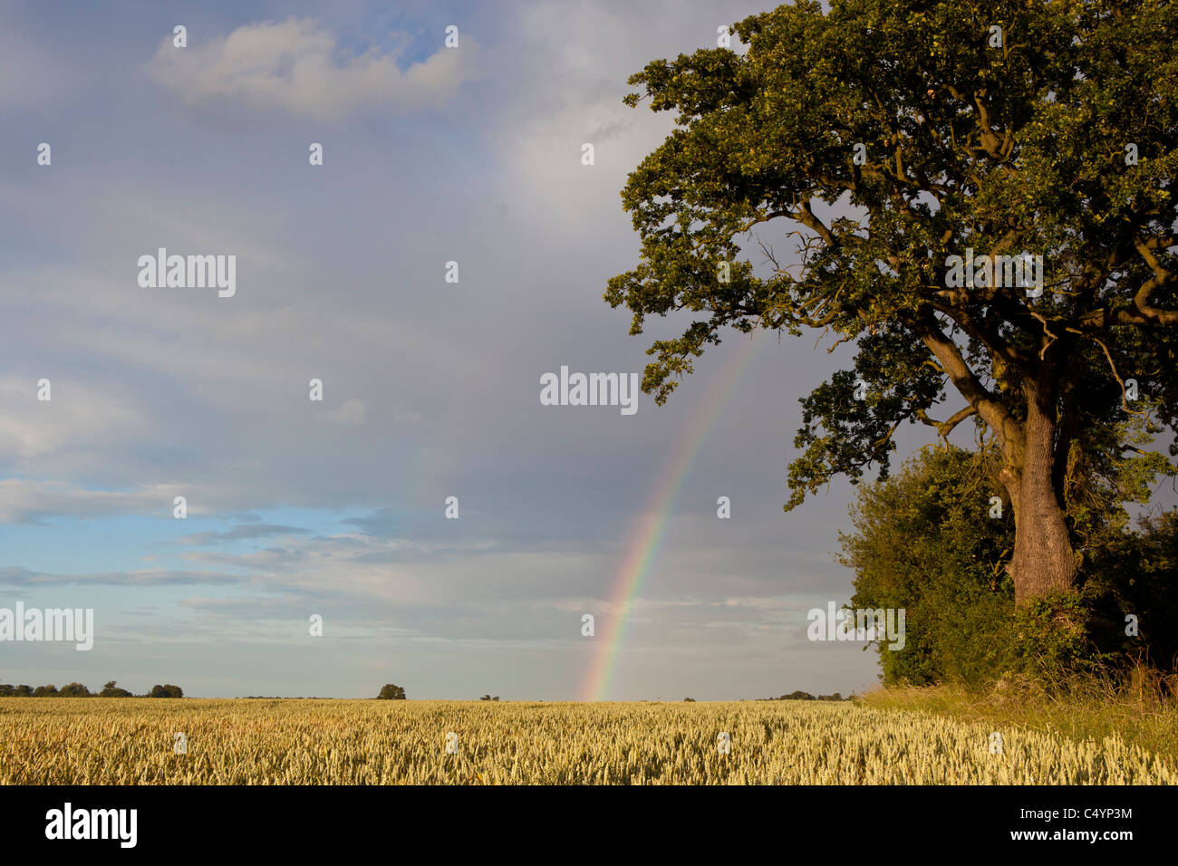 Regenbogen über goldene Weizenfeld mit Eiche Stockfoto