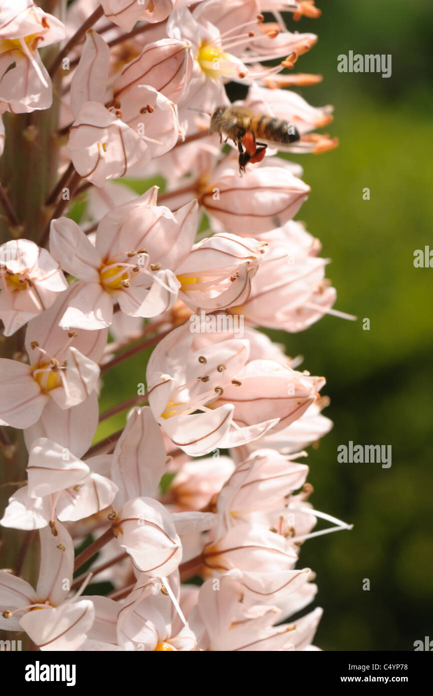 Fuchsschwanz Lily oder Wüste Kerze (Eremurus Robustus) Blütchen mit eine Honigbiene, die Teilnahme an Stockfoto