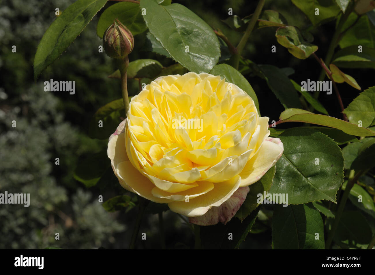 Gelbe Blume eines Baumes stieg Rosa "Charlotte" Stockfoto