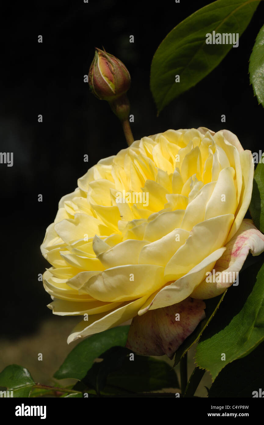 Gelbe Blume eines Baumes stieg Rosa "Charlotte" Stockfoto
