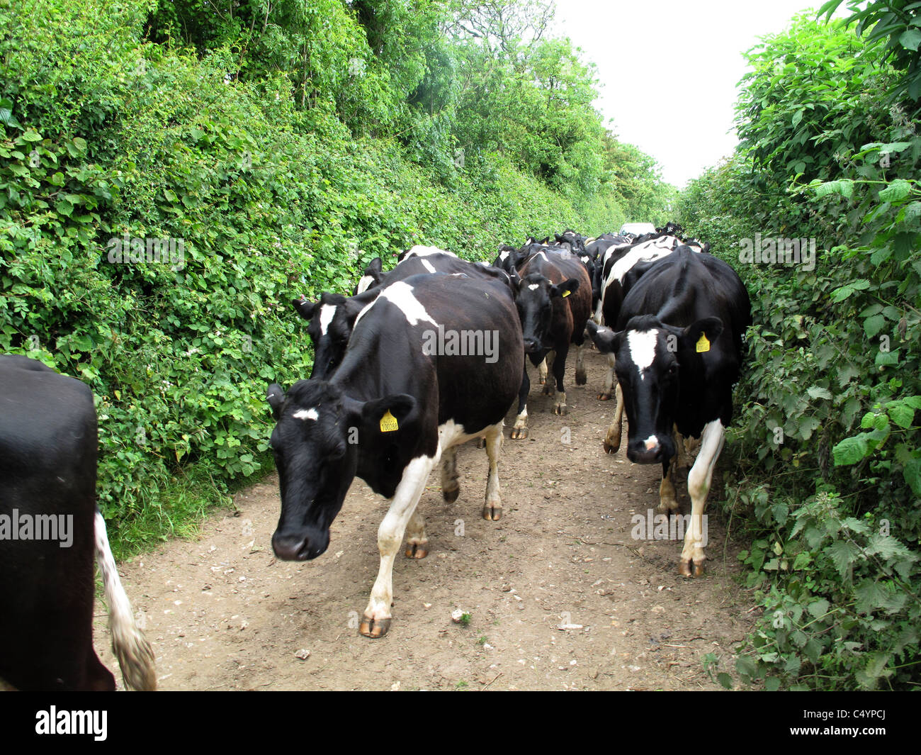 Friesische Kühe zu Fuß entlang einer Devon-Farm zu verfolgen, bis zum Nachmittag Melken Stockfoto