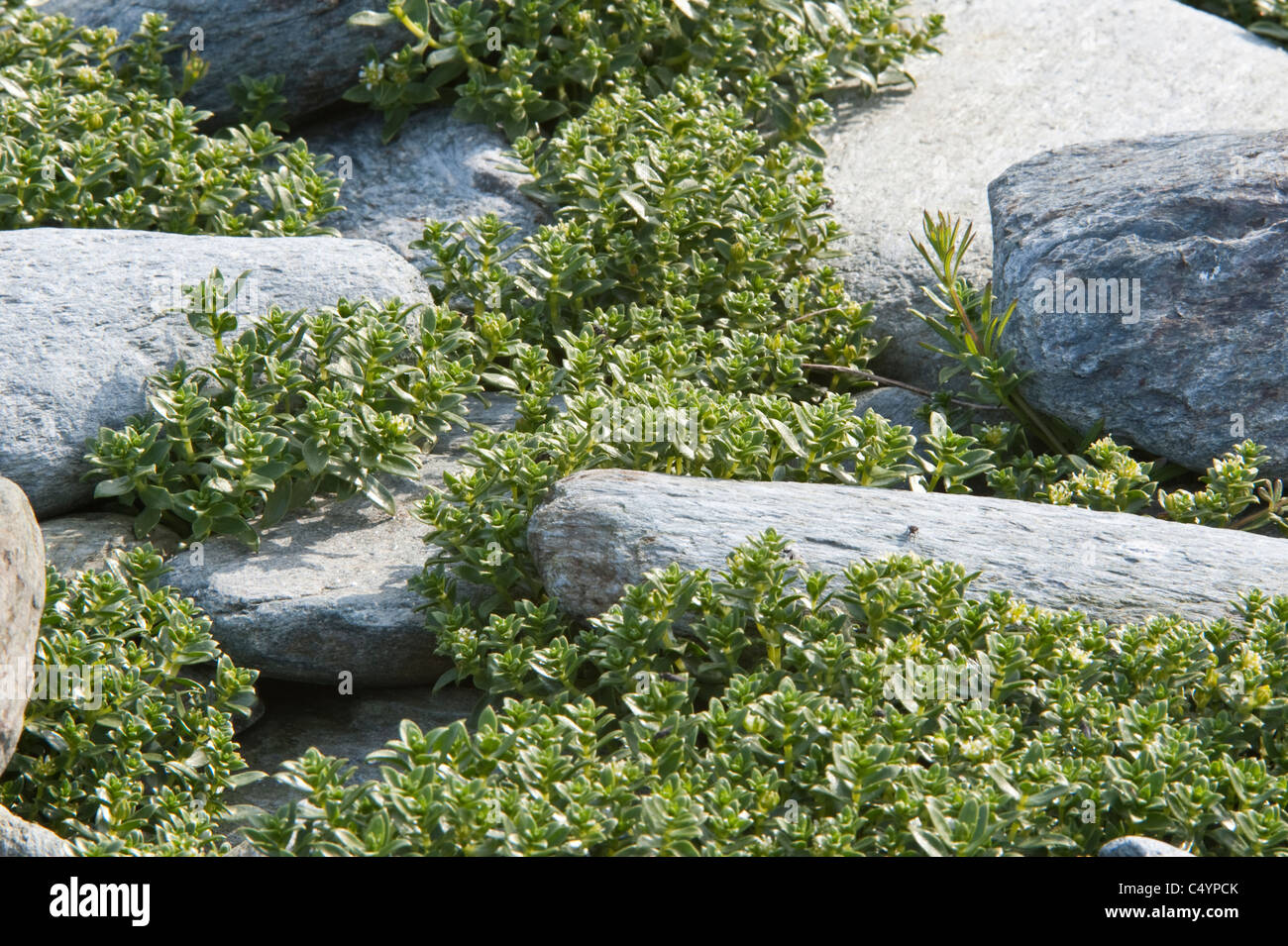 Meer Sandwort (Honckenya Peploides) wächst unter den Steinen Unst Shetland subarktischen Inseln Schottland UK Europe Stockfoto