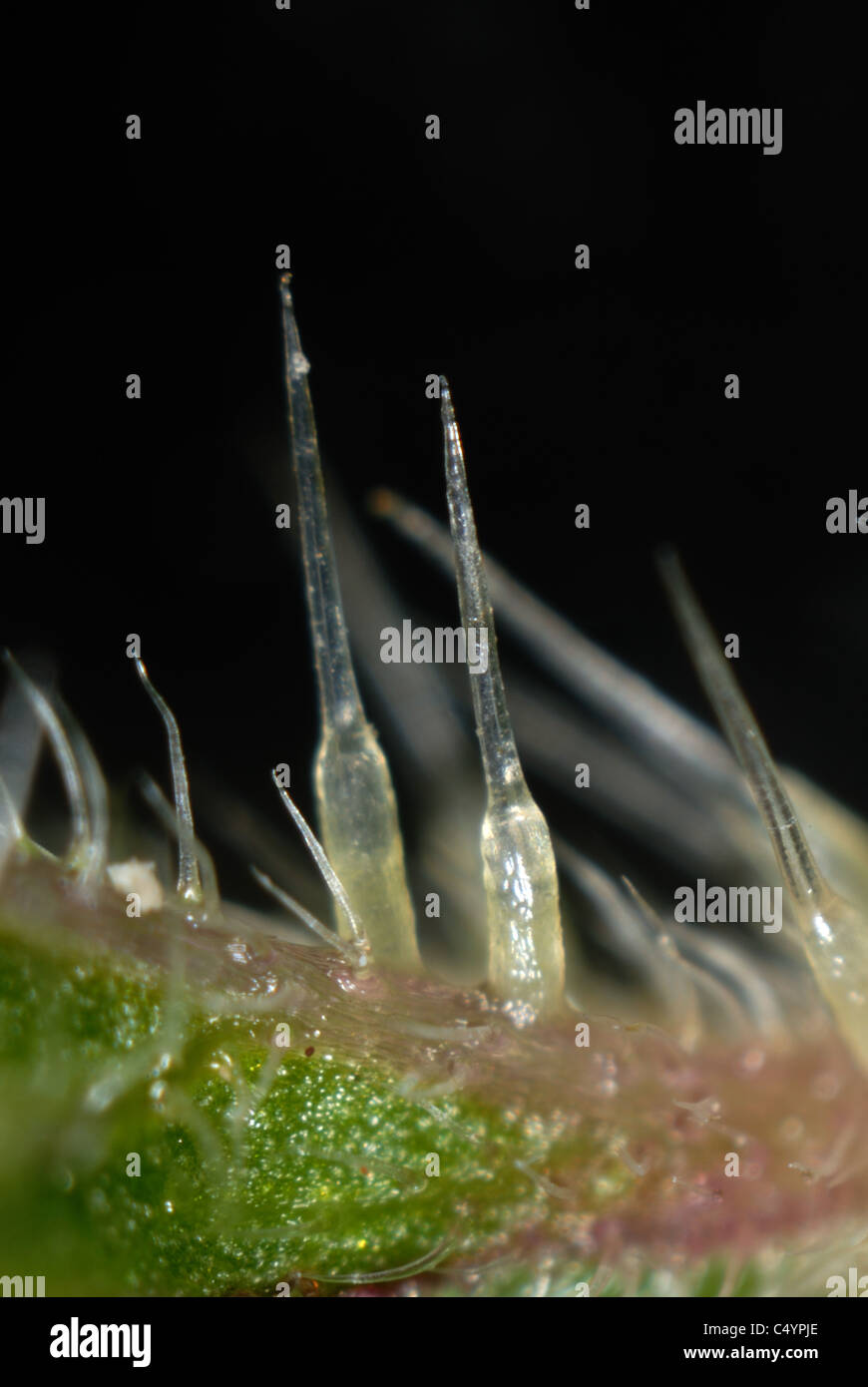 Mikrophotographie Brennnesselpflanzen Haare von einer Brennnessel (Urtica Dioica) Stockfoto