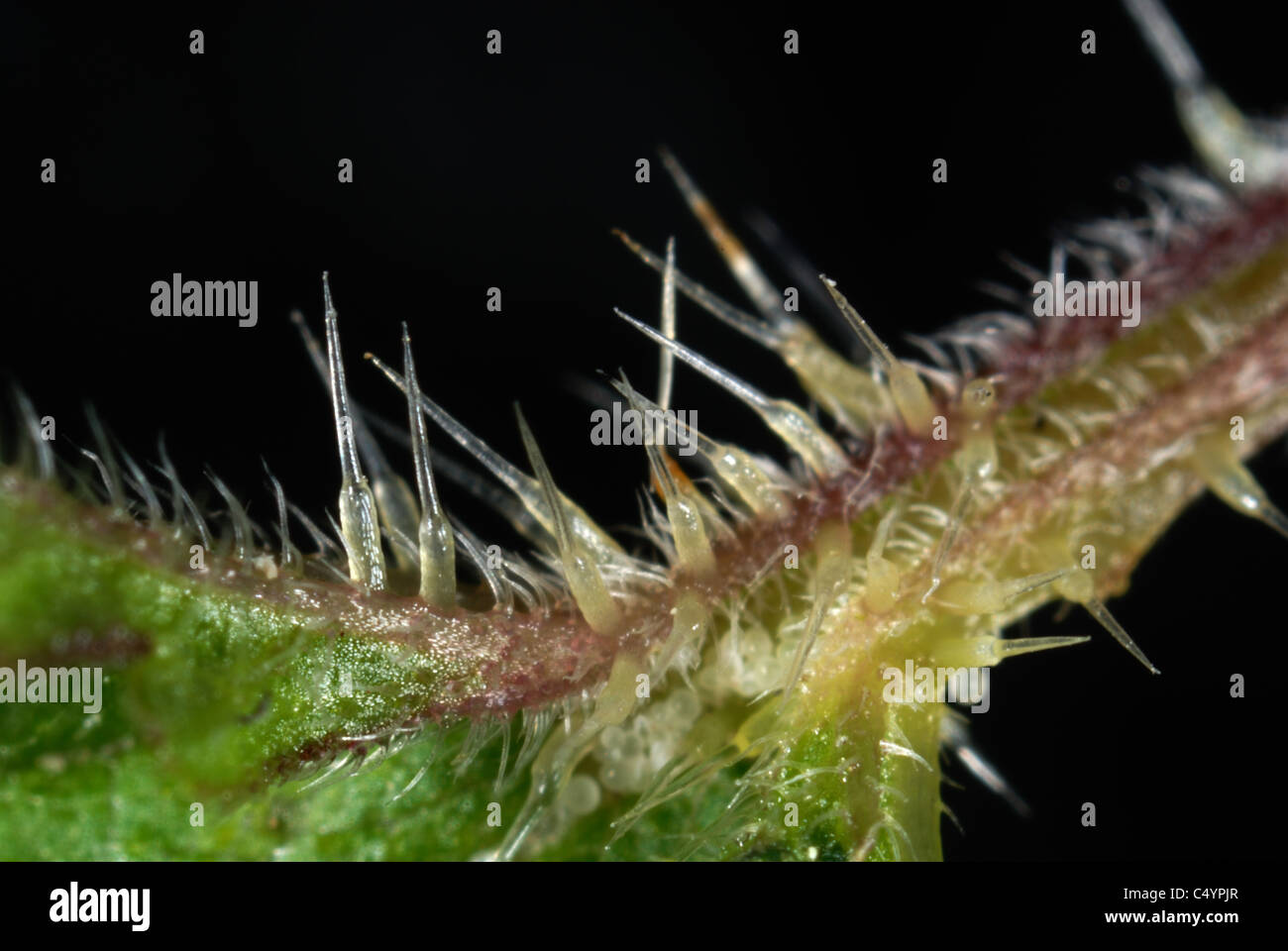 Mikrophotographie Brennnesselpflanzen Haare von einer Brennnessel (Urtica Dioica) Stockfoto