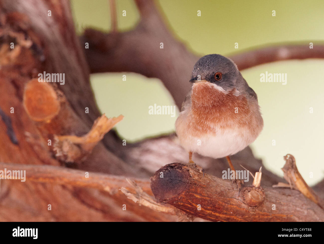 Subalpine Grasmücke (Sylvia Cantillans). Männlich, thront auf einem Ast. Stockfoto