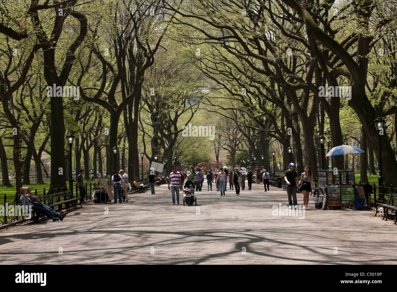 Elmen am Poet's Walk, Central Park, NYC Stockfoto