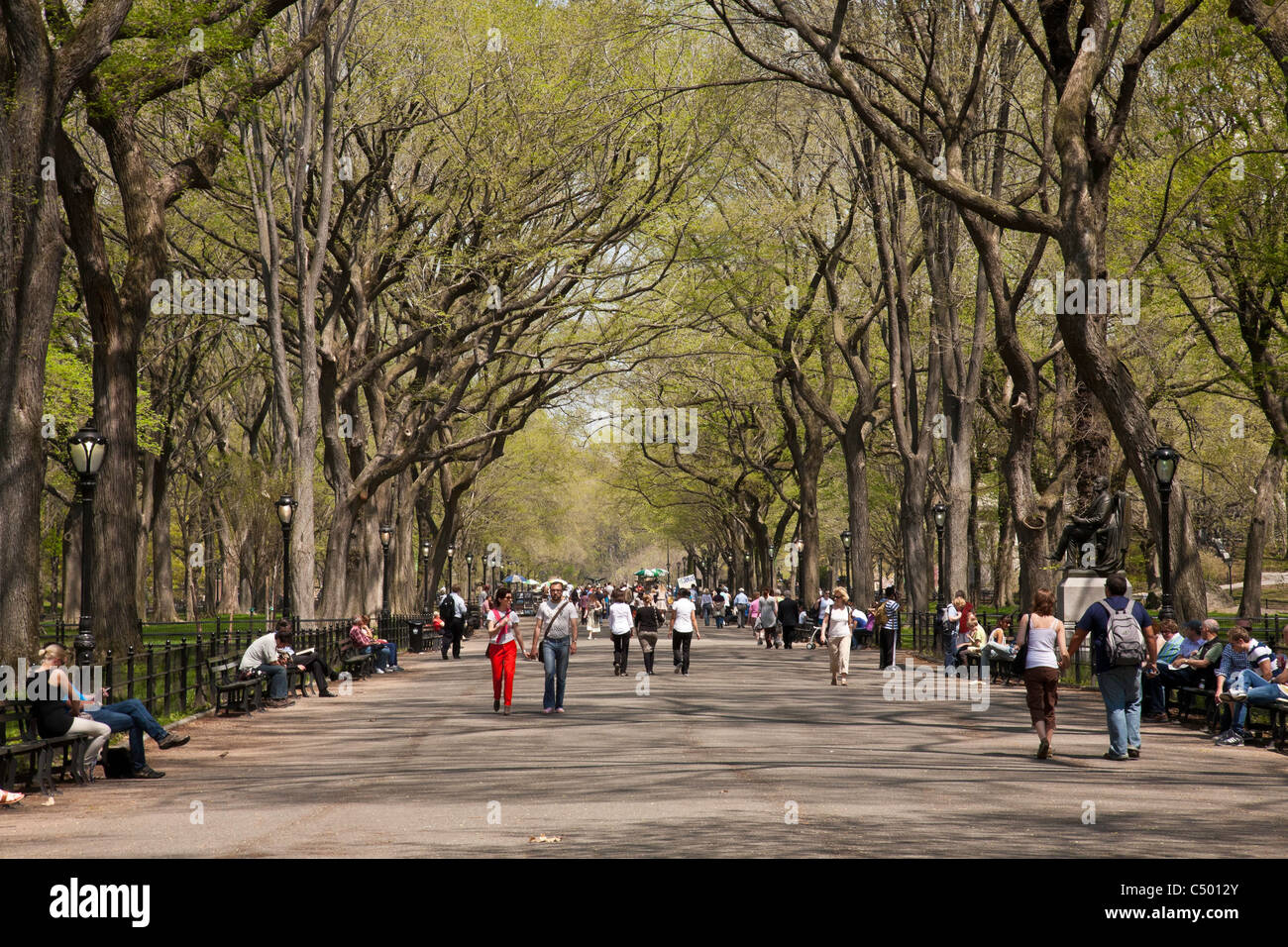 Elmen am Poet's Walk, Central Park, NYC Stockfoto