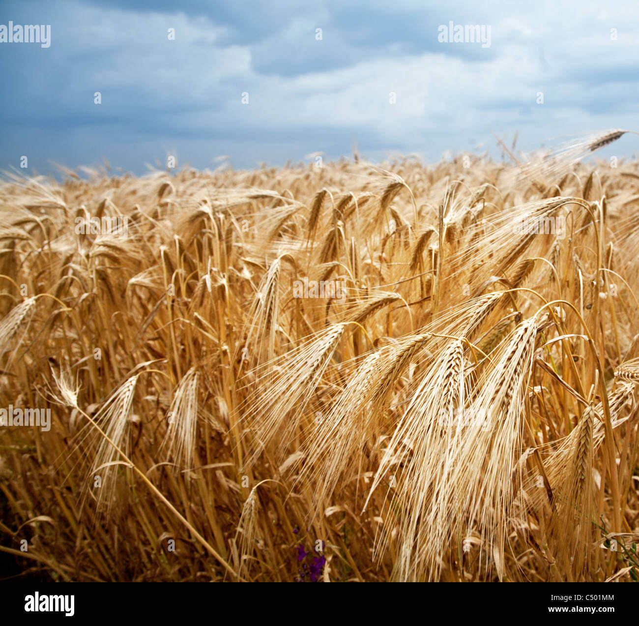 Schuss von Weizen Stengel auf einen blauen Himmelshintergrund hautnah. Stockfoto