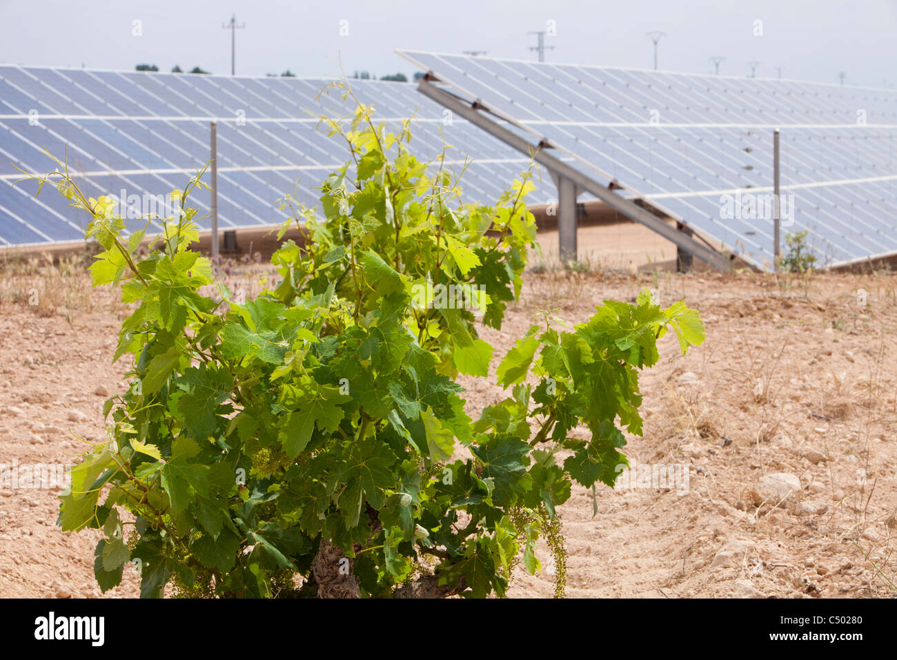 Ein Photovoltaik solar Kraftwerk in der Nähe von Jumilla, Mercia, Spanien und ein Weingut. Stockfoto