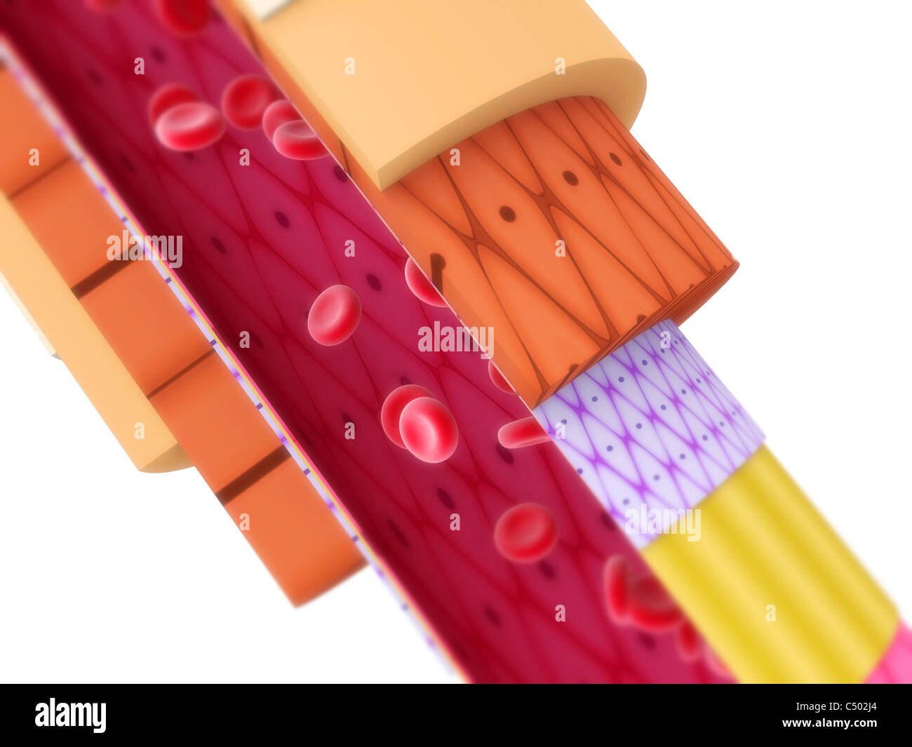 Arterie abgeschnitten Stockfoto