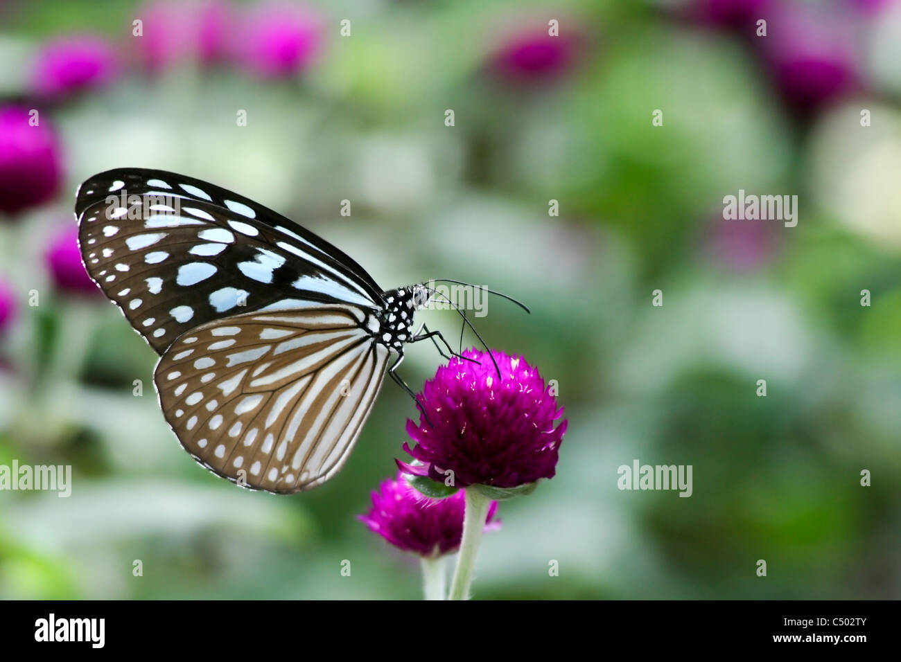 Blue Tiger (Tirumala Limniace) Schmetterling Bilder aus dem Monat in Indien Stockfoto