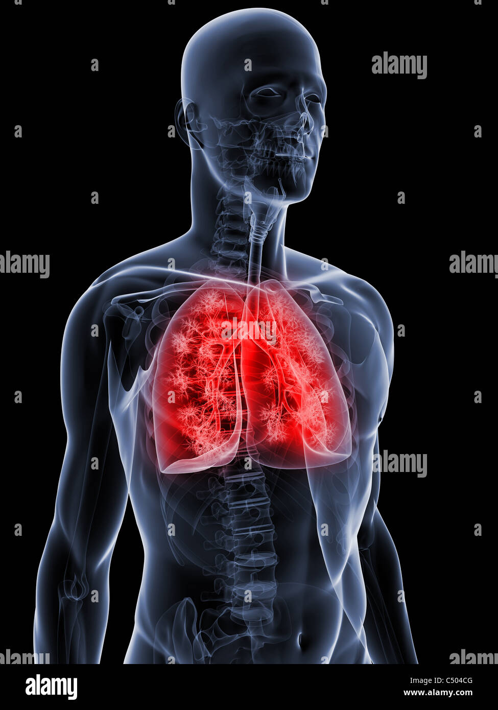 Menschlichen Lunge Stockfoto