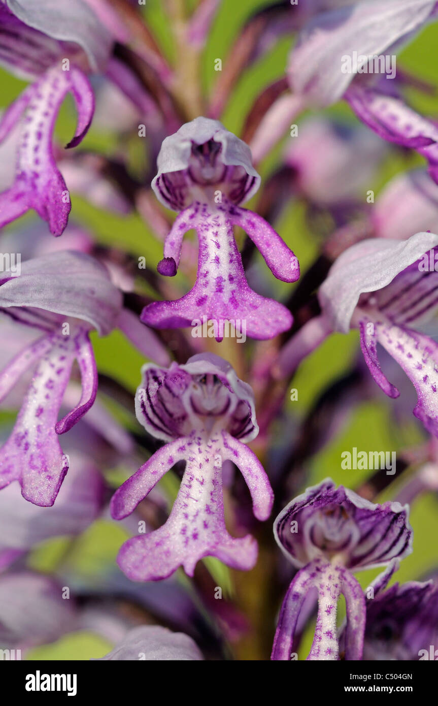 Orchis Militaris, militärische Orchidee, terrestrische Orchidee, Orchidaceae Stockfoto
