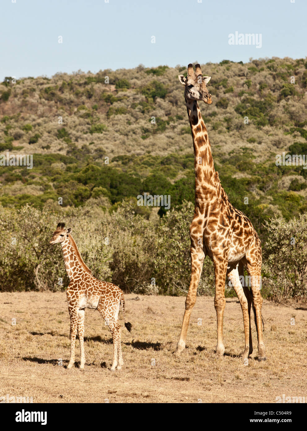 Eine Mutter und Baby Giraffe. Masai Mara North Conservancy, Kenia. Stockfoto