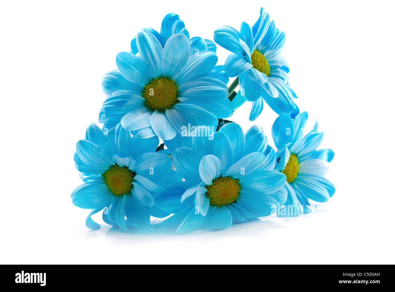 Blumen sind auf einem weißen Hintergrund isoliert Stockfoto