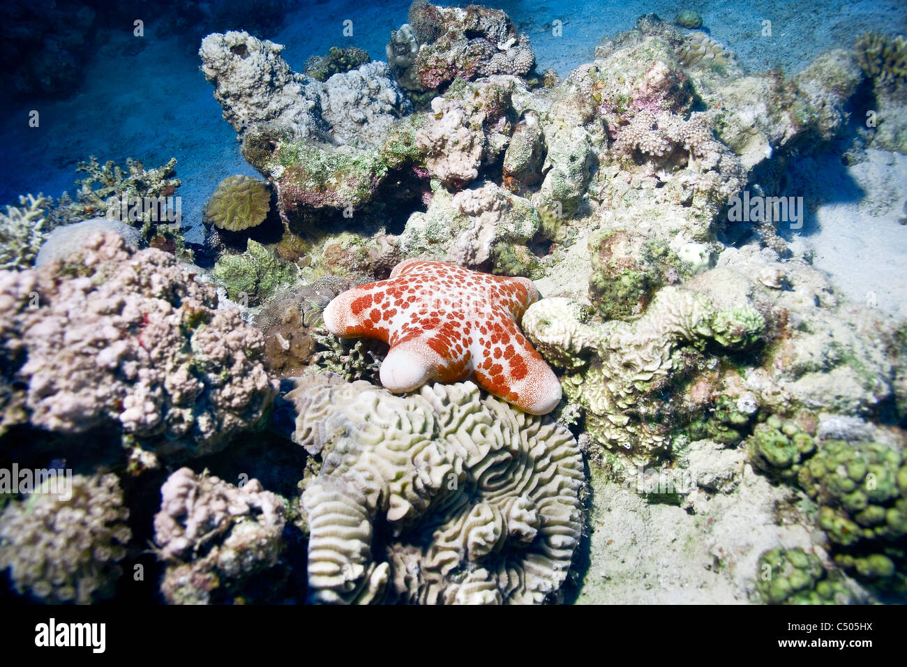 Kissen Stern (Choriaster Granulatus) auf einem Korallenriff. Stockfoto