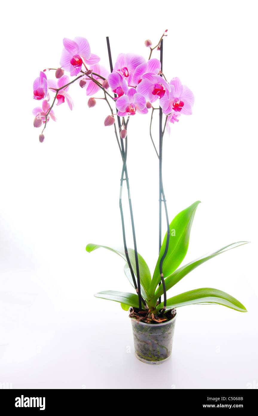 Rosa Orchidee auf weißem Hintergrund Stockfoto