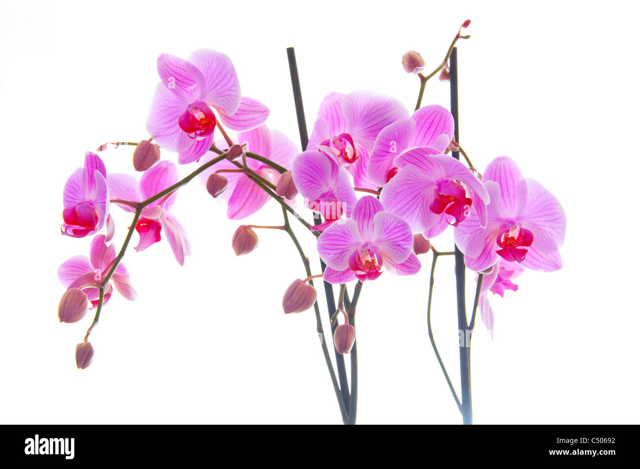 Rosa Orchidee auf weißem Hintergrund Stockfoto